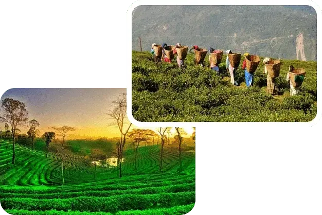 Virtual office in Assam