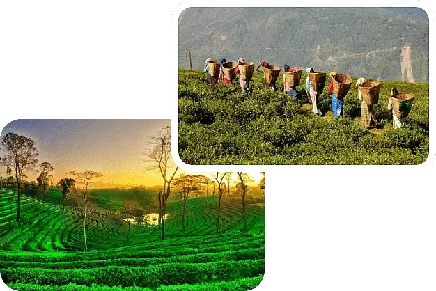 Assam Image